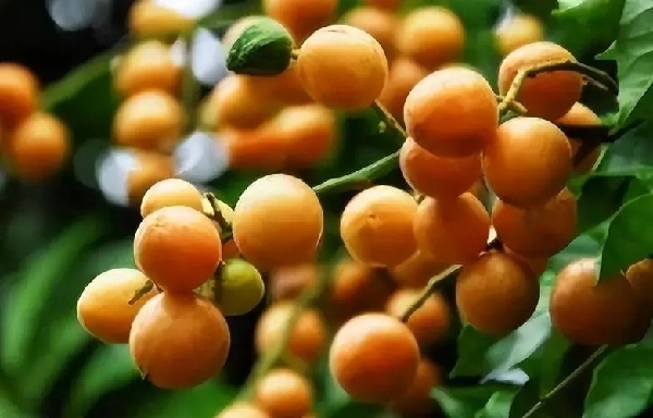 黄皮真能化痰止咳、解暑湿吗？