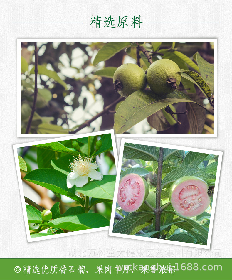 番石榴茶_04.jpg